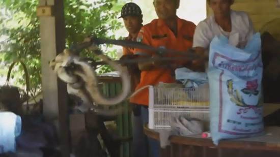 ตะลึง !! งูจงอางตัวเขื่องกอดรัดผสมพันธุ์ในร้านอาหาร คอหวยแห่ตีเลขเด็ด