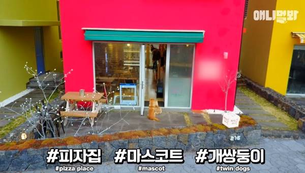 เจ้าของร้านพิซซ่าทำบ้านใหม่ให้ 2 ตูบจรจัดขาประจำ รับมาอยู่ด้วยกันซะเลย