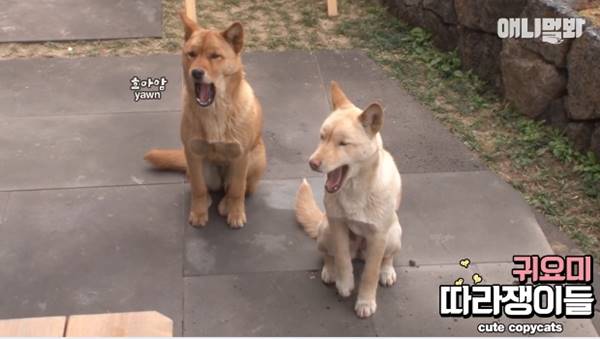 เจ้าของร้านพิซซ่าทำบ้านใหม่ให้ 2 ตูบจรจัดขาประจำ รับมาอยู่ด้วยกันซะเลย