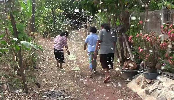 ภาพปรากฏการณ์ผีเสื้อนับแสนบุกหมู่บ้าน สวยงามเป็นอย่างยิ่ง (มีคลิป)