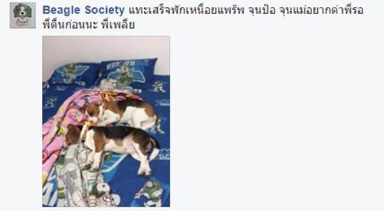 อุ๊ตะ ! เจ้าหมาน้อยแสบซนเกินพิกัด สร้างผลงานสุดสะพรึง