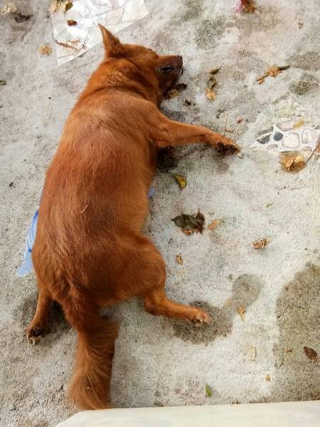 เจ้าตูบเสี่ยงชีวิตปกป้องเจ้านาย