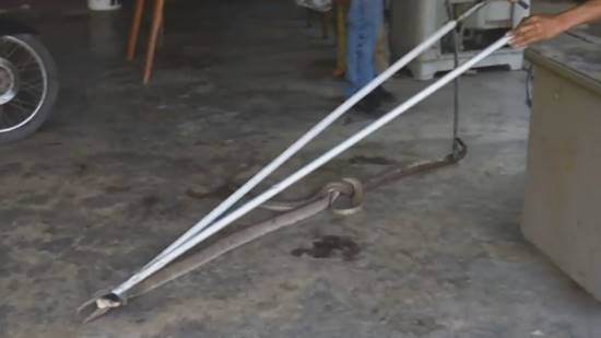 ตะลึง !! งูจงอางตัวเขื่องกอดรัดผสมพันธุ์ในร้านอาหาร คอหวยแห่ตีเลขเด็ด