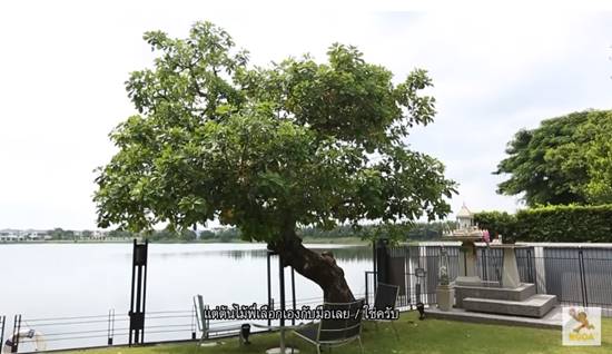 ป๋อ ณัฐวุฒิ