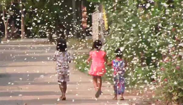 ภาพปรากฏการณ์ผีเสื้อนับแสนบุกหมู่บ้าน สวยงามเป็นอย่างยิ่ง (มีคลิป)