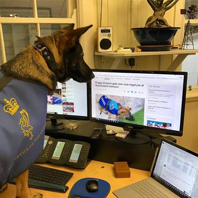 สุนัขตำรวจขี้เล่นเกินไปจนถูกปลด