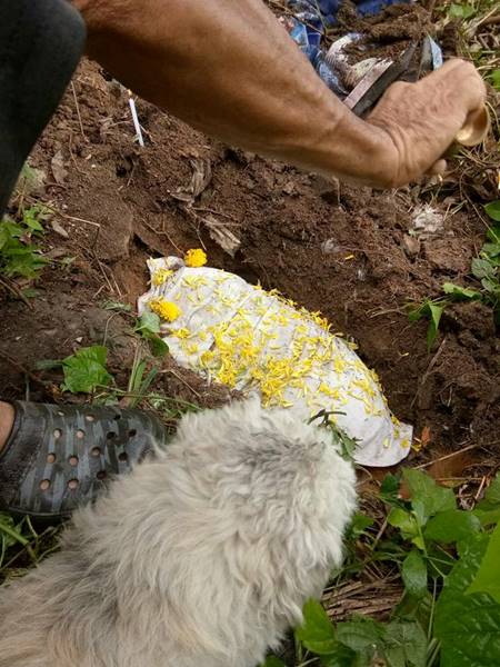 เจ้าตูบเสี่ยงชีวิตปกป้องเจ้านาย