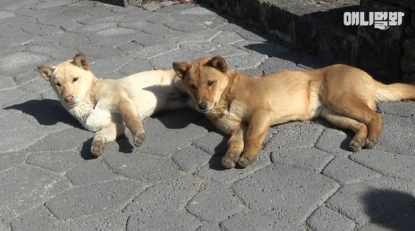 เจ้าของร้านพิซซ่าทำบ้านใหม่ให้ 2 ตูบจรจัดขาประจำ รับมาอยู่ด้วยกันซะเลย