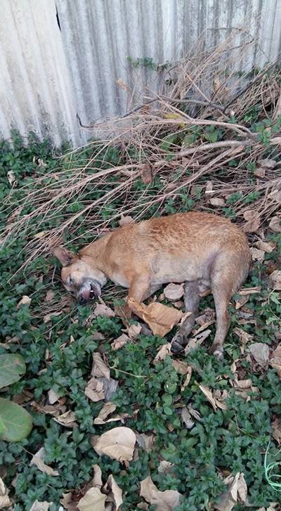 ใจร้ายเหลือเกิน...หมาจรจัดพิการ ถูกคนใจบาปใช้เชือกฟางมัดปาก  