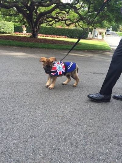 สุนัขตำรวจขี้เล่นเกินไปจนถูกปลด