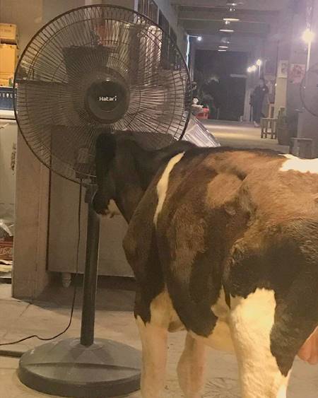 สัตว์เลี้ยงแสนรักของ ตุ๊กกี้-บูบู้