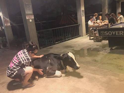 สัตว์เลี้ยงแสนรักของ ตุ๊กกี้-บูบู้