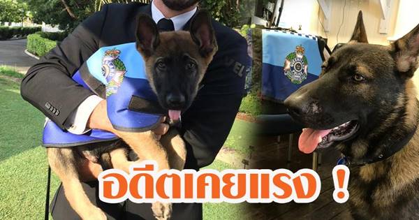 สุนัขตำรวจขี้เล่นเกินไปจนถูกปลด