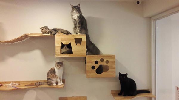 คาเฟ่แมว