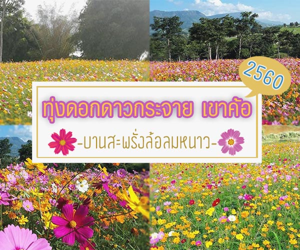 ทุ่งดอกดาวกระจาย