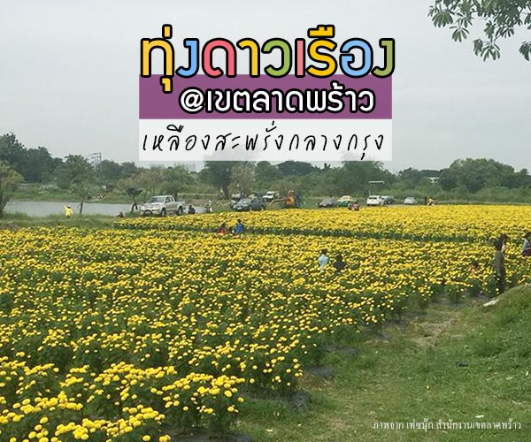 ทุ่งดอกดาวเรือง ลาดพร้าว