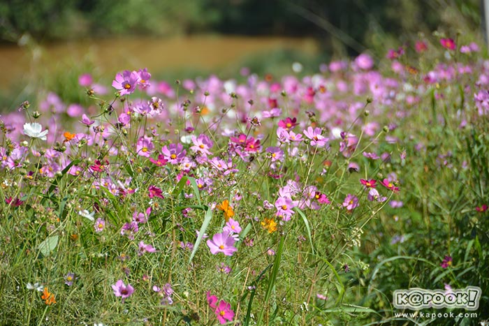 ที่เที่ยวเขาค้อ