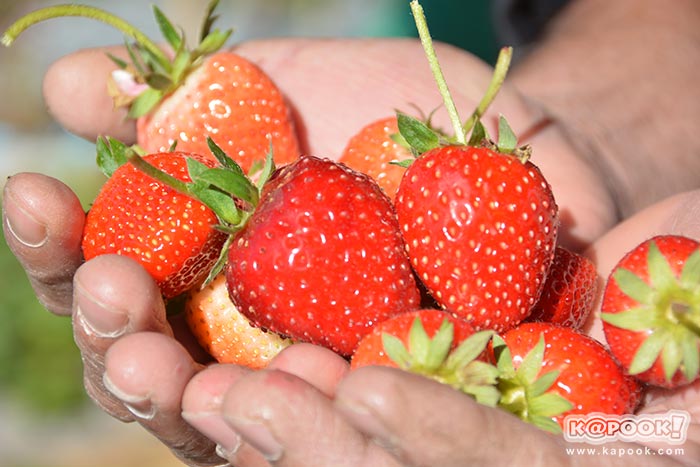 ที่เที่ยวเขาค้อ