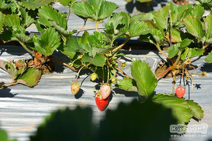 ที่เที่ยวเขาค้อ