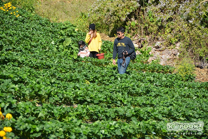 ที่เที่ยวเขาค้อ