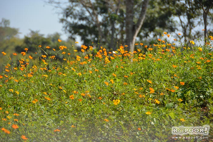 ที่เที่ยวเขาค้อ