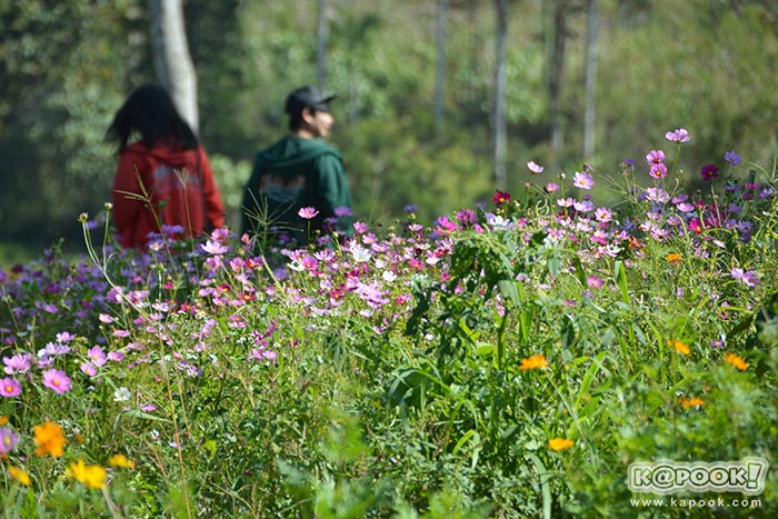 ที่เที่ยวเขาค้อ