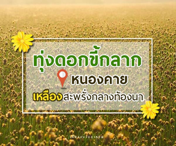 ทุ่งดอกขี้กลาก หนองคาย
