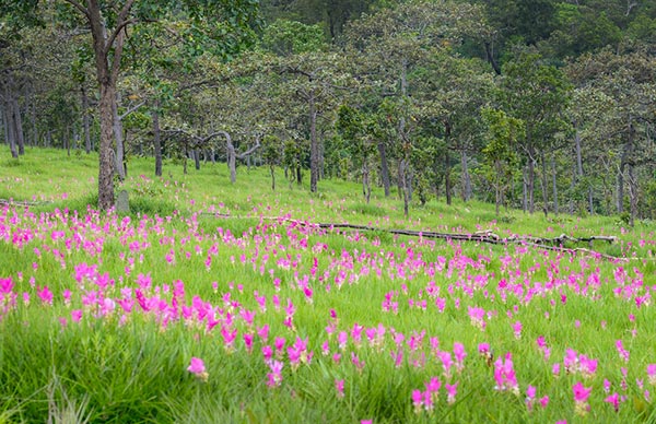 ที่เที่ยวหน้าฝน