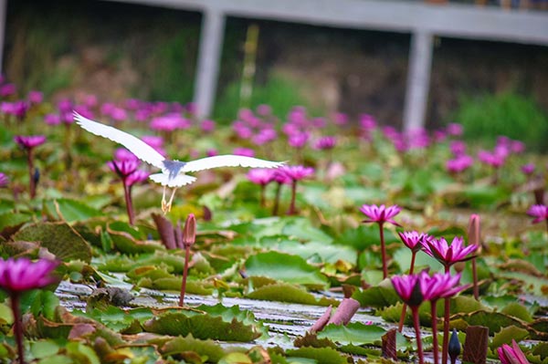 ตลาดน้ำทุ่งบัวแดง