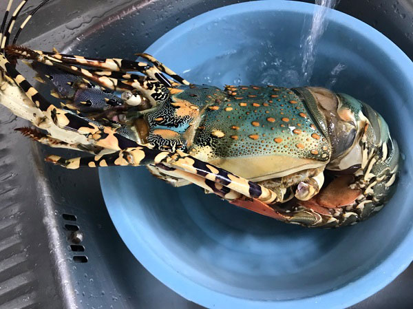 ไข่เจียวกุ้งมังกรเฮียไฝ