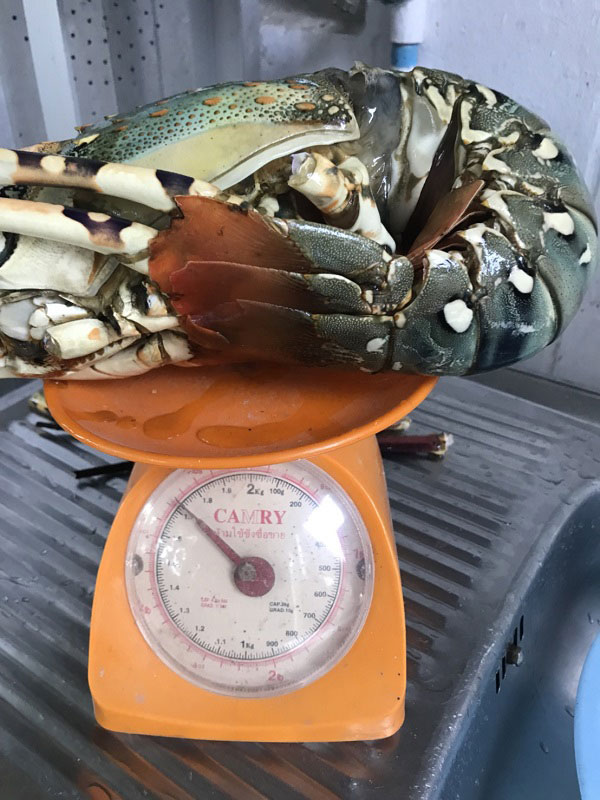 ไข่เจียวกุ้งมังกรเฮียไฝ