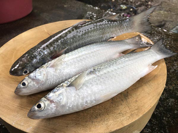 ปลากระบอกทอดขมิ้น