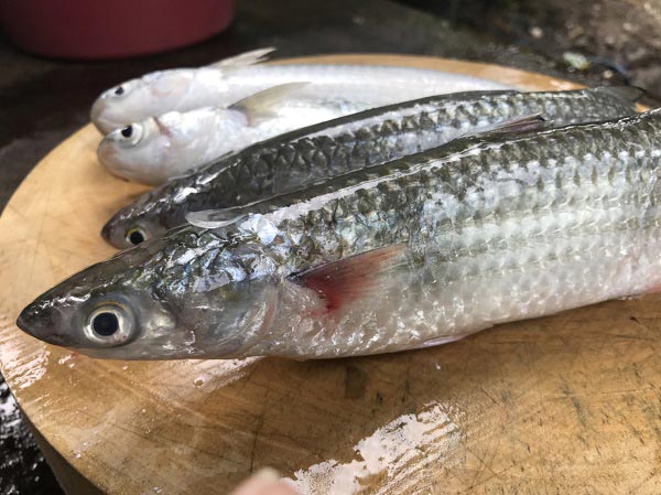 ปลากระบอกทอดขมิ้น