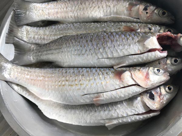 ปลากระบอกทอดขมิ้น