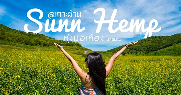 ทุ่งปอเทือง หาดนวล