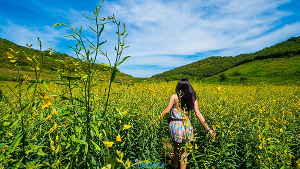 ทุ่งปอเทือง หาดนวล