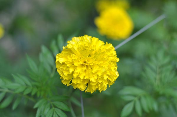 ปลูกดาวเรือง