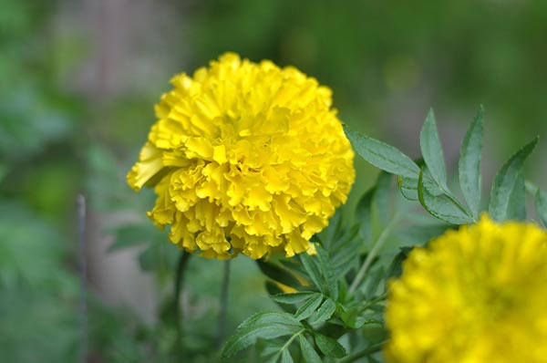 ปลูกดาวเรือง