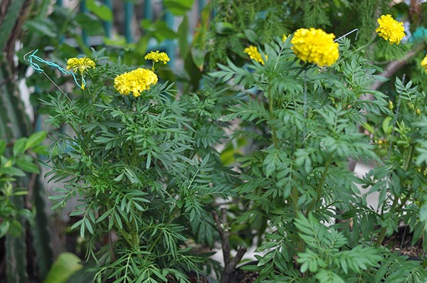 ปลูกดาวเรือง