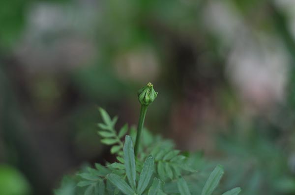 ปลูกดาวเรือง