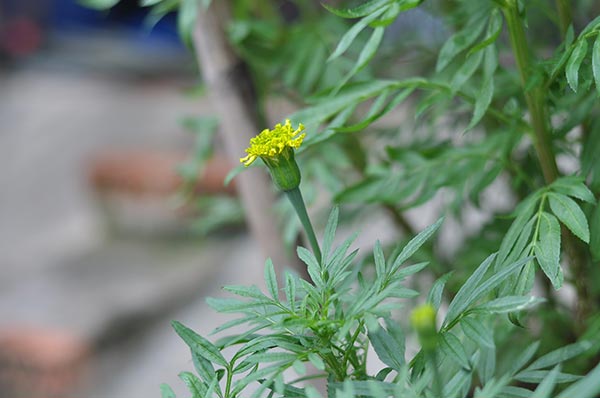 ปลูกดาวเรือง