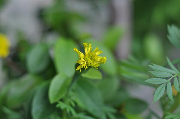 ปลูกดาวเรือง