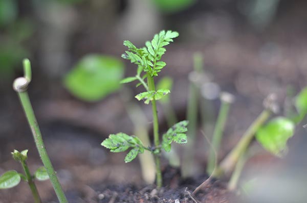ปลูกดาวเรือง