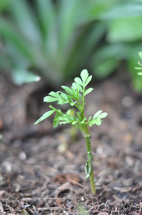 ปลูกดาวเรือง