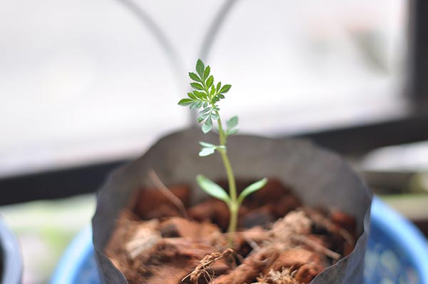 ปลูกดาวเรือง