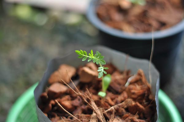 ปลูกดาวเรือง