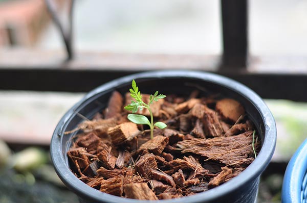 ปลูกดาวเรือง