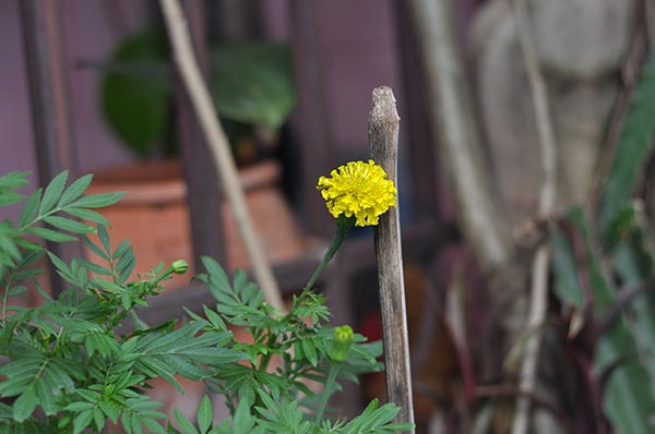 ปลูกดาวเรือง