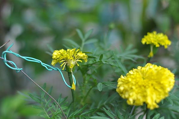 ปลูกดาวเรือง
