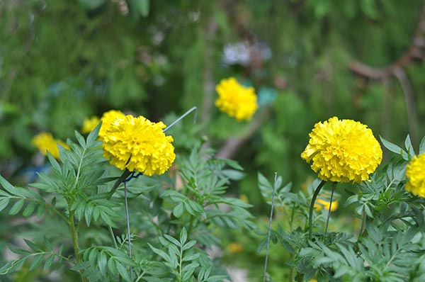 ปลูกดาวเรือง